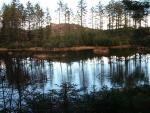 Grizedale2008-028
